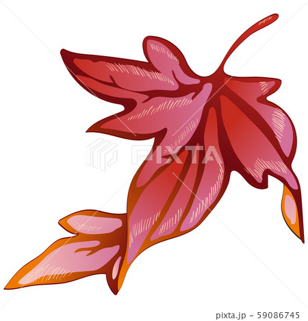 Vector autumn yellow and red leaves. Isolated illustration element. 59086745