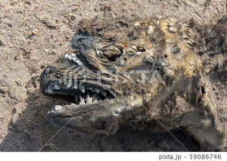 Carcass of a dead fur seal - Cape Cross - Namibia 59086746