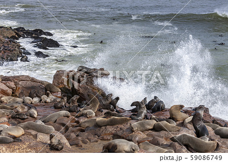 Cape Cross Seal Colony - Namibia - Africa 59086749
