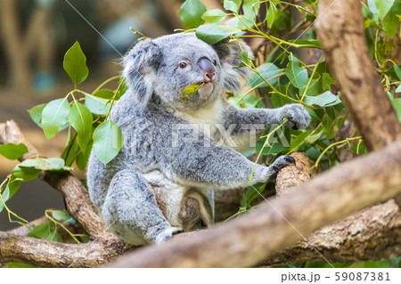 多摩動物公園 コアラ 多摩動物公園 コアラ 59087381