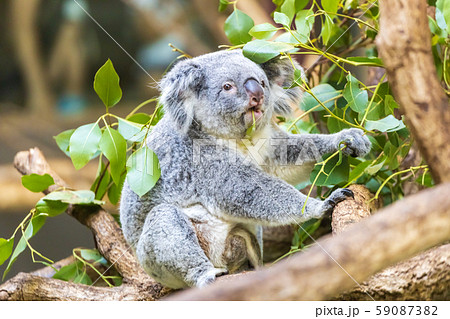 多摩動物公園 コアラ 59087382