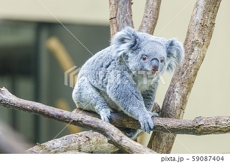 多摩動物公園 コアラ 多摩動物公園 コアラ 59087404