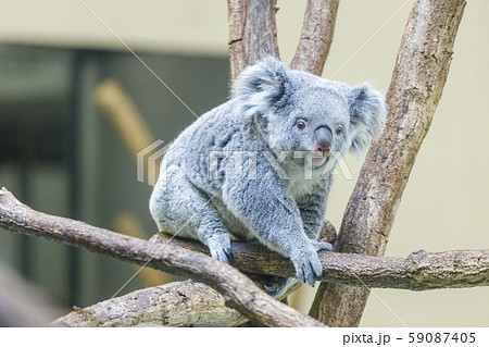 多摩動物公園 コアラ 59087405