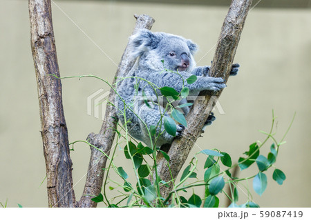 多摩動物公園 コアラ 59087419