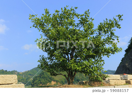 レモンの木（ 大崎下島 ） 59088157