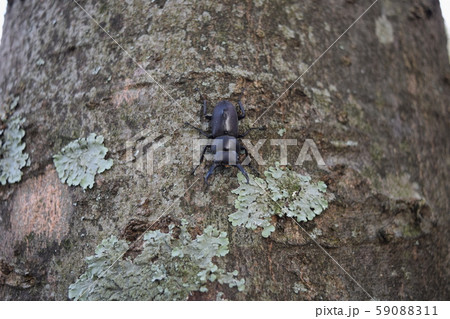 コクワガタ 59088311