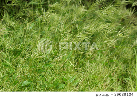 自然 植物 コブナグサ、何処ででも見かける雑草。秋、小さな穂が足元で風になびきます 自然 植物 コブナグサ、何処ででも見かける雑草。秋、小さな穂が足元で風になびきます 59089104