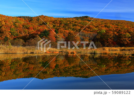 紅葉の御在所沼 59089122