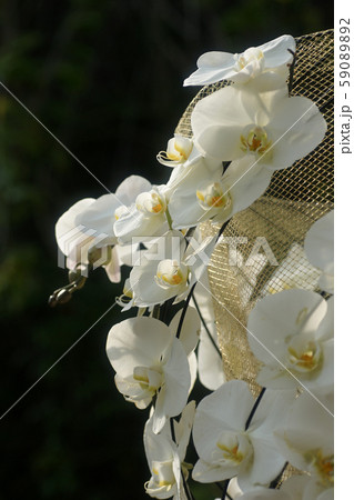 鳥取 四季の散歩 春 花回廊 鳥取 四季の散歩 春 花回廊 59089892