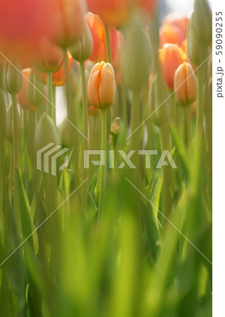 鳥取 四季の散歩 春 花回廊 鳥取 四季の散歩 春 花回廊 59090255