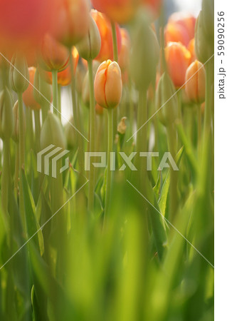 鳥取 四季の散歩 春 花回廊 鳥取 四季の散歩 春 花回廊 59090256