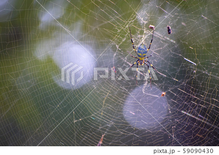蜘蛛 くも 蜘蛛の巣 スパイダー Spider の写真素材