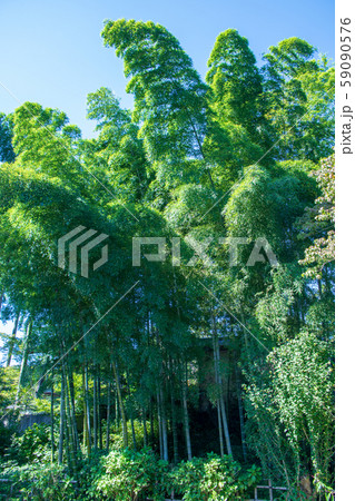 松福院　福正寺　境内　竹林　埼玉県日高市 59090576