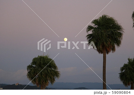 夕暮れのヤシの木と満月 夕暮れのヤシの木と満月 59090804