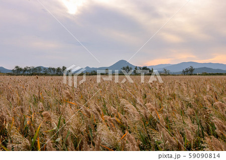 順天湾 葦 葦原 59090814