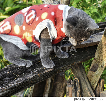 Cute black cat wearing a red shirt, white spots, on the wooden seet in the garden. 59091327