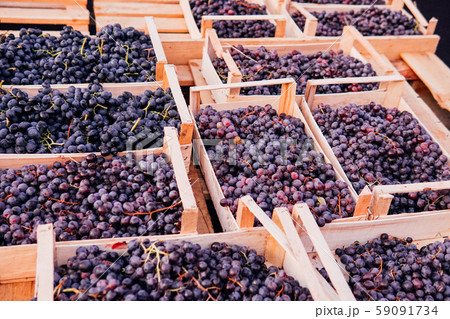 boxes of ripe grapes after the harvest boxes of ripe grapes after the harvest 59091734