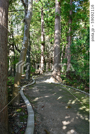 秋の弥彦神社　パワースポット 59092116