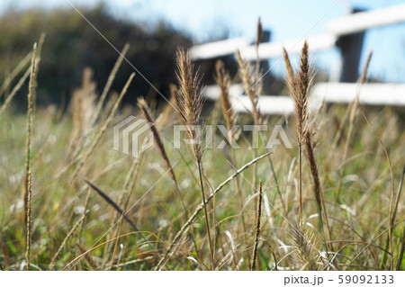 ハルガヤ ハルガヤ 59092133