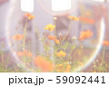 光の中のキバナコスモス 光の中のキバナコスモス 59092441