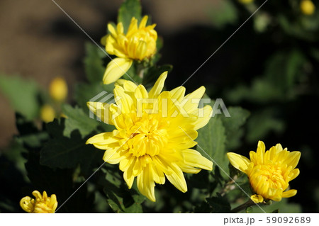 菊の花 菊の花 59092689