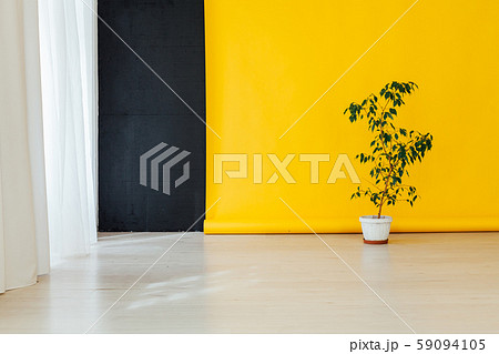 green home plant in the room with a yellow background 59094105