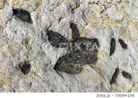 Dinosaur tracks on the surface of a rock. 59094106