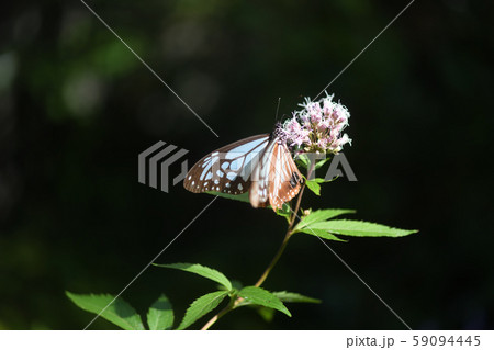 アサギマダラと藤袴 アサギマダラと藤袴 59094445