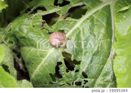 かたつむりの食害 59095364