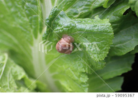 かたつむりの食害 59095367