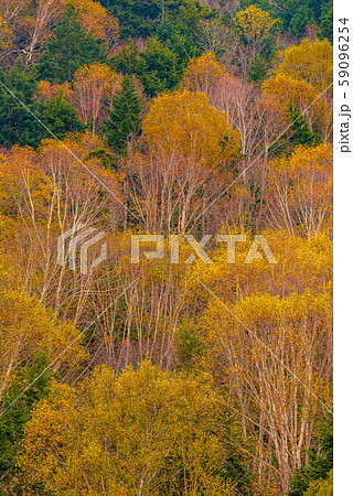 志賀高原の紅葉【長野県】 59096254