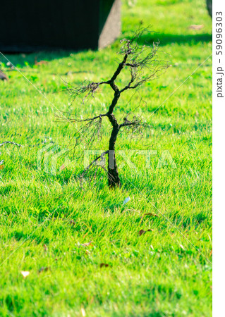 芝生 59096303