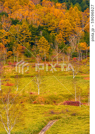 田ノ原湿原の紅葉【長野県志賀高原】 田ノ原湿原の紅葉【長野県志賀高原】 59096627