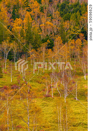 田ノ原湿原の紅葉 長野県志賀高原 の写真素材