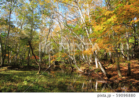 秋山郷の秋 天池の白樺林 秋山郷の秋 天池の白樺林 59096880