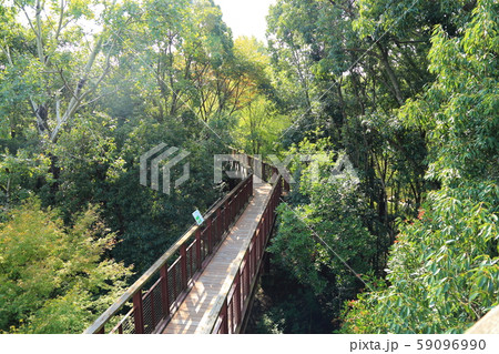 万博記念公園【 自然文化園 ・ ソラード(森の空中観察路) 】 大阪府吹田市 万博記念公園【 自然文化園 ・ ソラード(森の空中観察路) 】 大阪府吹田市 59096990