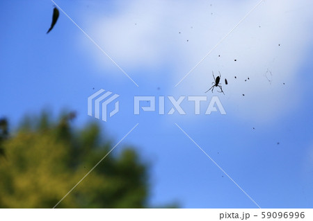 万博記念公園【 自然文化園 ・ ソラード（森の空中観察路） 】　大阪府吹田市 59096996