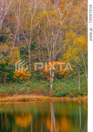 志賀高原の紅葉【長野県・長池】 志賀高原の紅葉【長野県・長池】 59097016