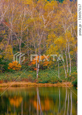 志賀高原の紅葉【長野県・長池】 志賀高原の紅葉【長野県・長池】 59097017