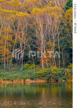 志賀高原の紅葉【長野県・長池】 59097023