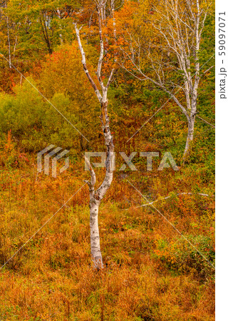 志賀高原の紅葉【長野県・琵琶池】 志賀高原の紅葉【長野県・琵琶池】 59097071