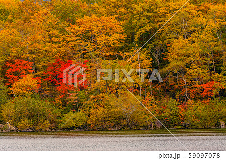 志賀高原の紅葉【長野県・琵琶池】 59097078