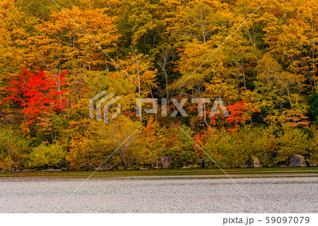 志賀高原の紅葉【長野県・琵琶池】 59097079