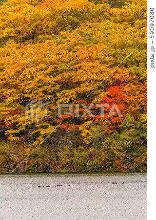 志賀高原の紅葉【長野県・琵琶池】 志賀高原の紅葉【長野県・琵琶池】 59097080