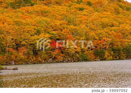 志賀高原の紅葉【長野県・琵琶池】 59097092