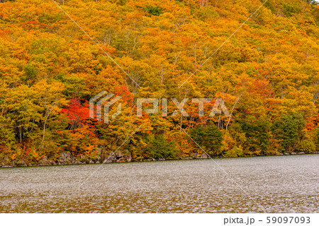 志賀高原の紅葉【長野県・琵琶池】 59097093