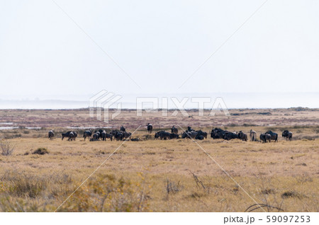 A herd of Wildebeest in Etosha A herd of Wildebeest in Etosha 59097253