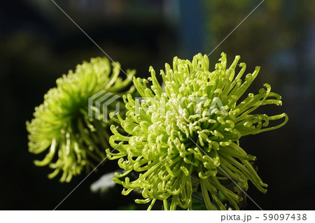 緑色の菊 シャムロック Shamrock 緑色の菊 シャムロック Shamrock 59097438