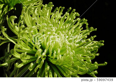 緑色の菊 シャムロック Shamrock 緑色の菊 シャムロック Shamrock 59097439