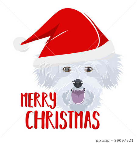 Illustration dog Maltese Merry Christmas 59097521
